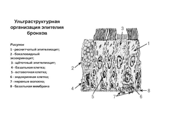 Мерцательный эпителий дыхательной системы