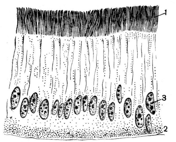 Эпителиальная ткань строение рисунок