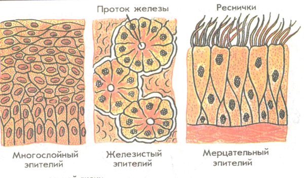Однослойный цилиндрический реснитчатый эпителий