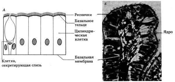 Мерцательный эпителий носовой полости