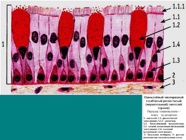 Мерцательный эпителий бронхов