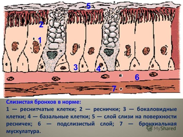 Однослойный призматический мерцательный эпителий строение