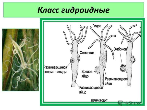 Схема Тип Кишечнополостные 7 класс