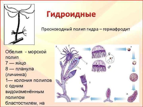 Колониальный гидроидный полип Obelia