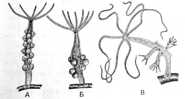 Колониальный гидроидный полип Obelia