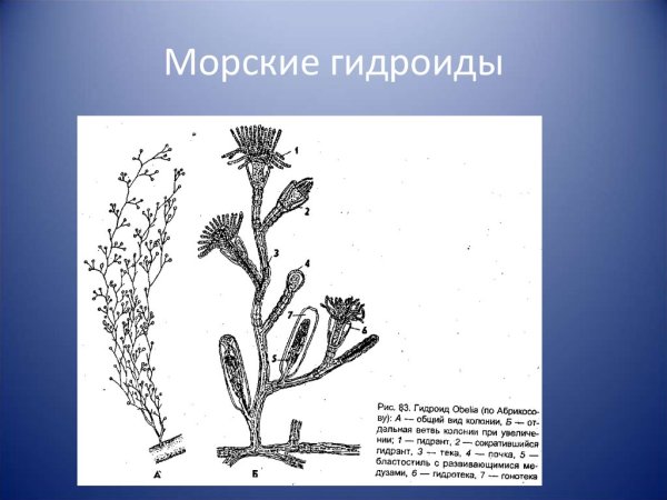 Строение гидроидных кратко