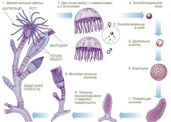 Гидроидные медузы и полипы