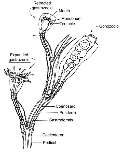 Кровеносная система гидроидных