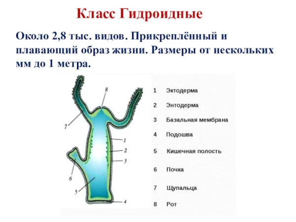 Мезоглея у медузы