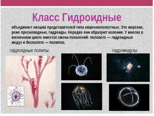 Гидроидный полип обелия