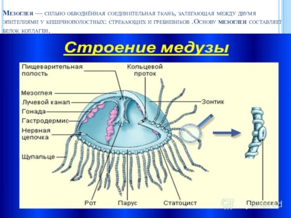 Строение гидроидной медузы