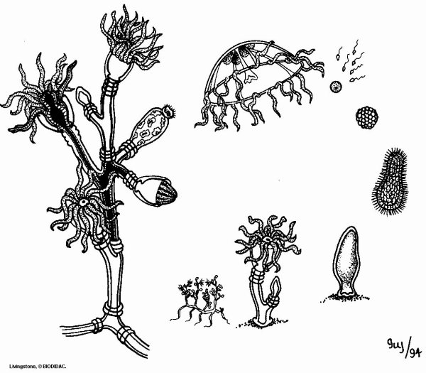 Строение полипа гидры