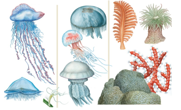 Обелия гидра