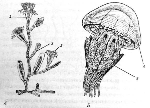 Строение гидры Кишечнополостные