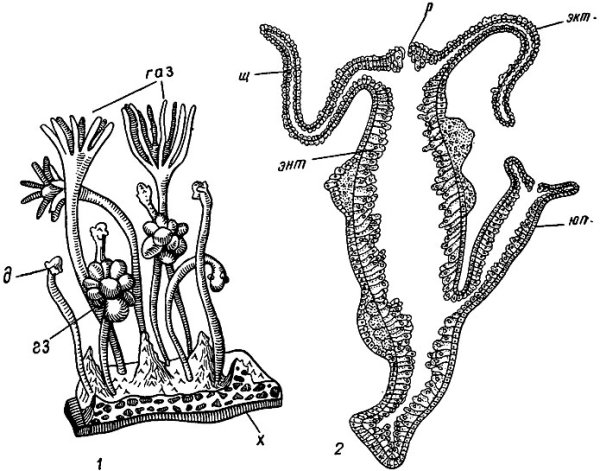 Гидра Кишечнополостные класс