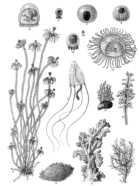 Пресноводная гидра внешнее и внутреннее строение