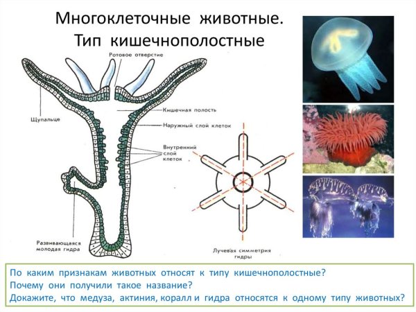 Гидроидные полипы Кишечнополостные