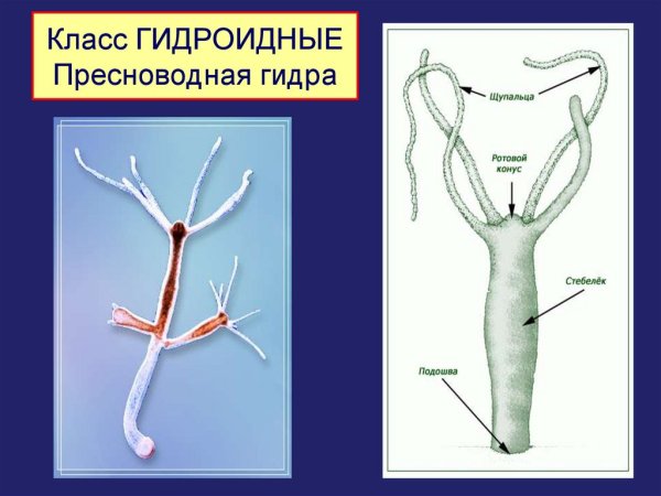 Медуза крестовичок строение