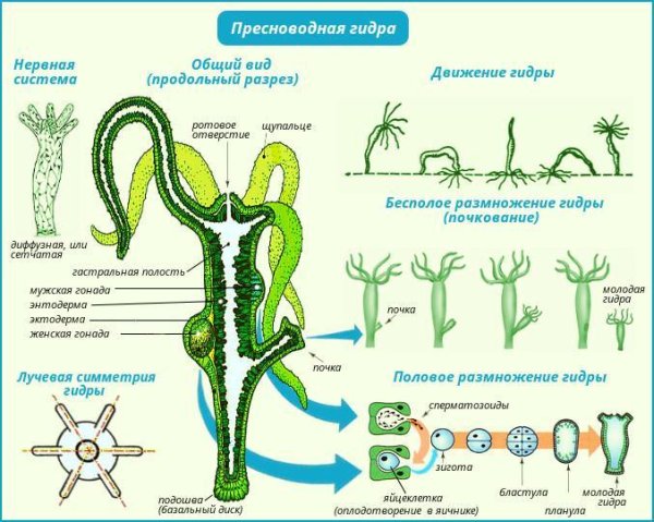 Строение полипа гидры