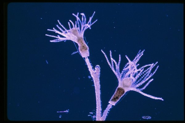 Почкование гидры рис