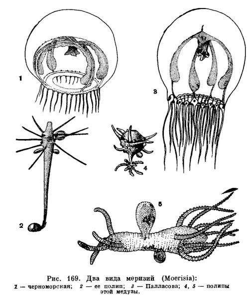 Кишечнополостные полип гидра