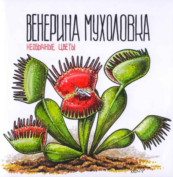 Венерина мухоловка рисунок