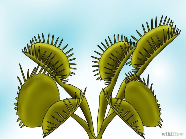 Венерина мухоловка тату