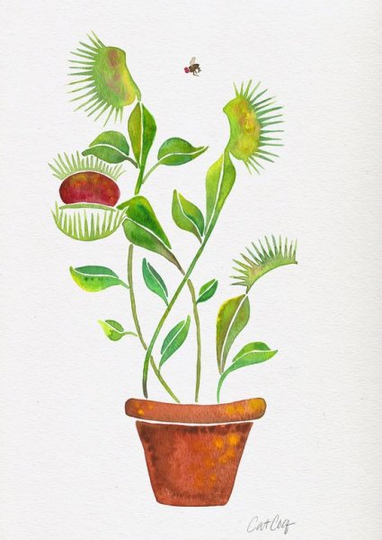 Венерина мухоловка Ботанический рисунок