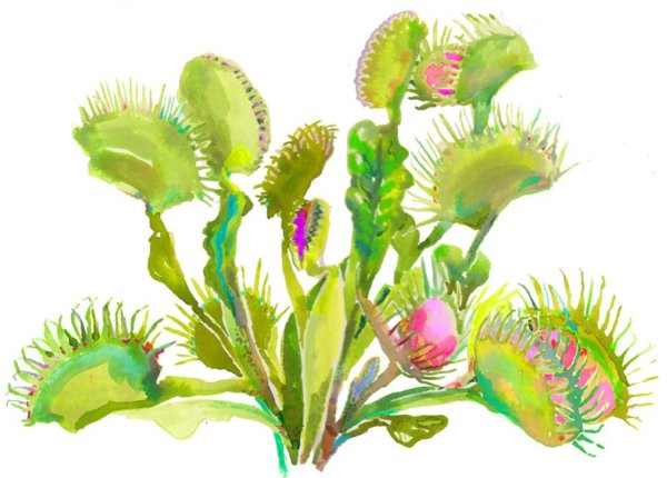 Венерина мухоловка Art