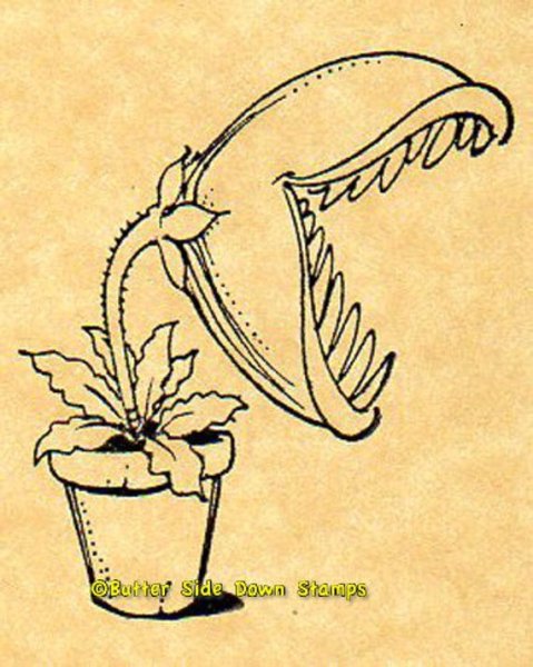 Венерина мухоловка монстр