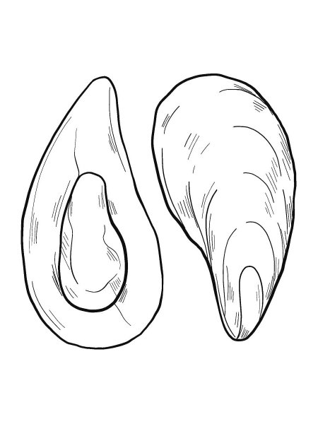 Мидии раскраска