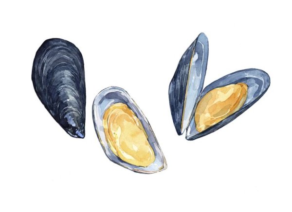 Мидии акварель