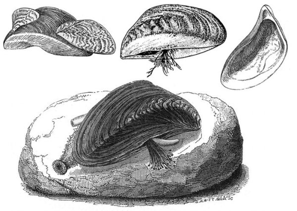 Двустворчатый моллюск дрейссена