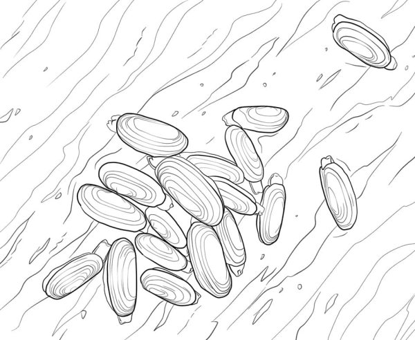 Мидии раскраска