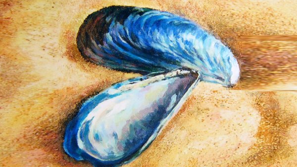 Мидия морская раковина