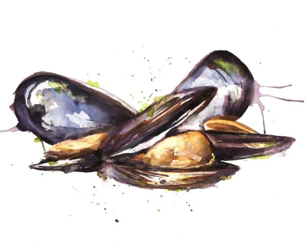 Морепродукты мидии акварель