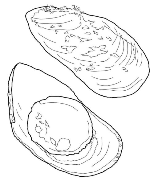 Нарисовать устрицу