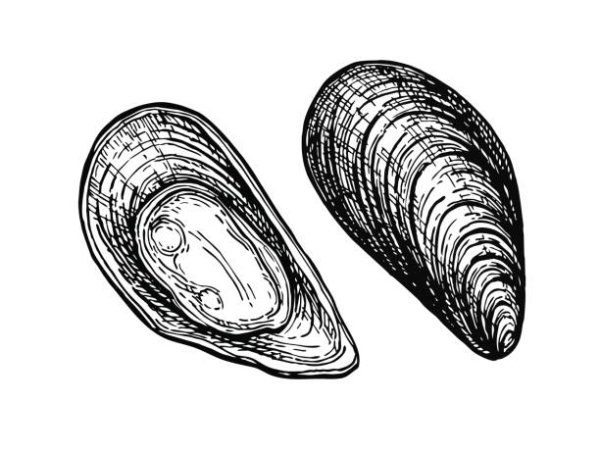 Зарисовка мидии