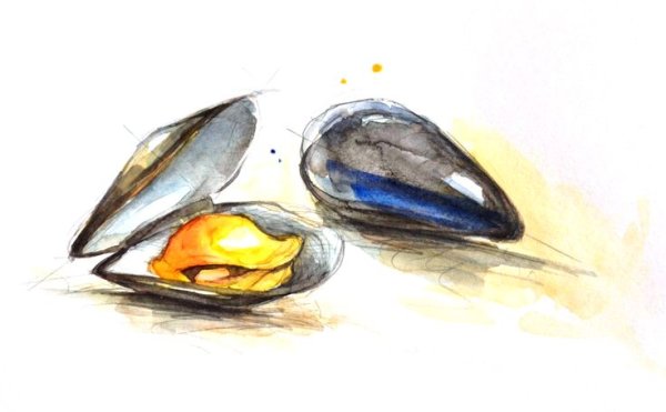 Мидии скетч