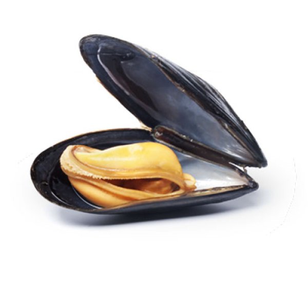 Мидии живые полураскрытые