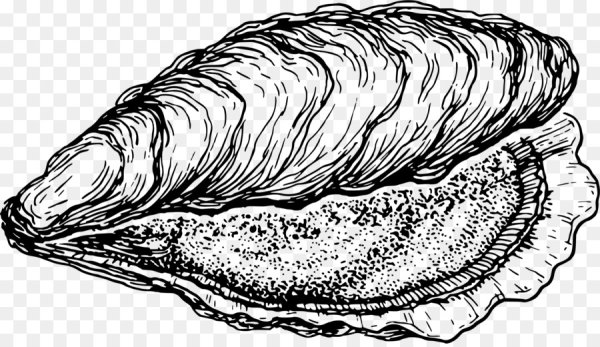 Устрица Графика