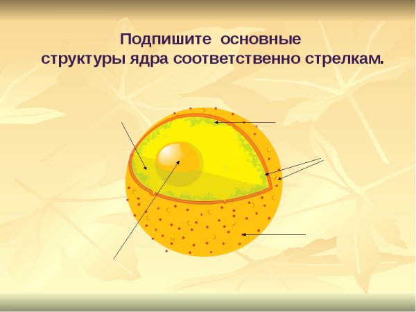 Строение ядра клетки 10 класс