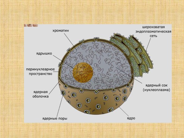 Схема строения ядра клетки