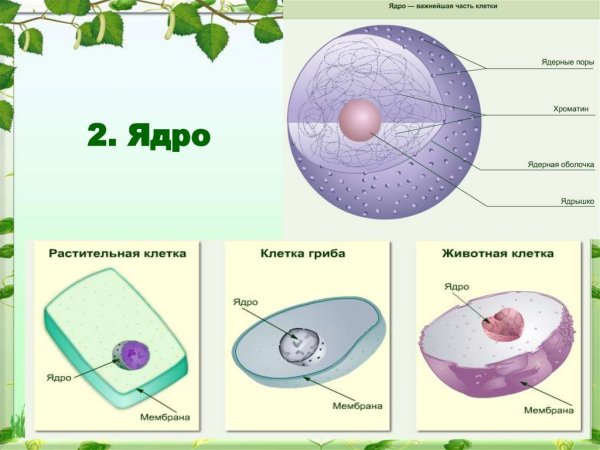 Строение ядра клетки 9 класс биология