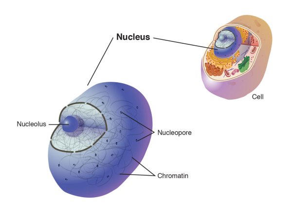 Nucleus membrane