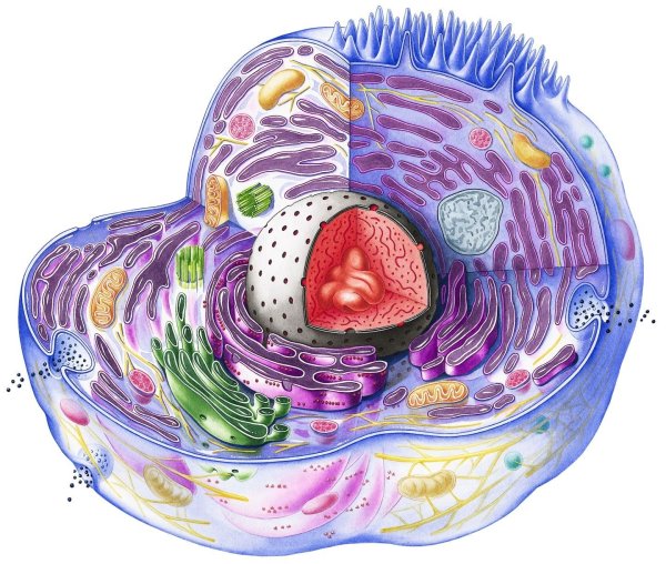 Ядро животной клетки