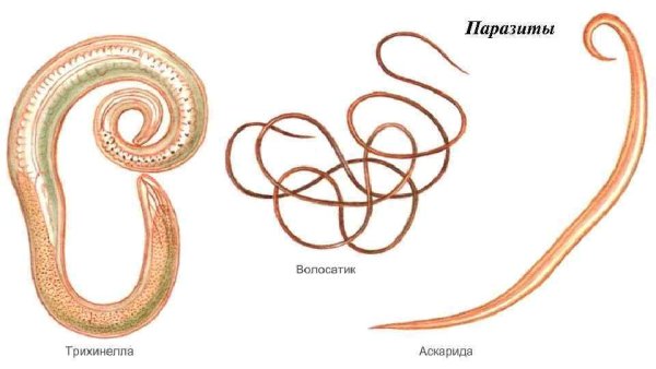 Круглые черви аскарида трихинелла