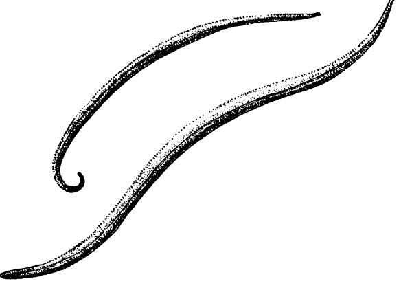 Круглые черви аскарида рисунок