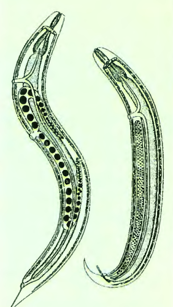 Круглые черви самка и самец