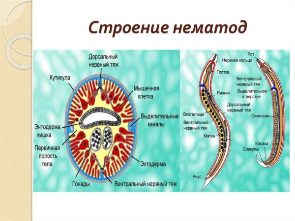 Строение нематоды круглых червей